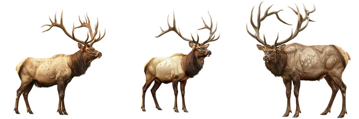 Set of three majestic elk with large antlers standing side by side on a white background. Perfect for wildlife and nature themed projects.