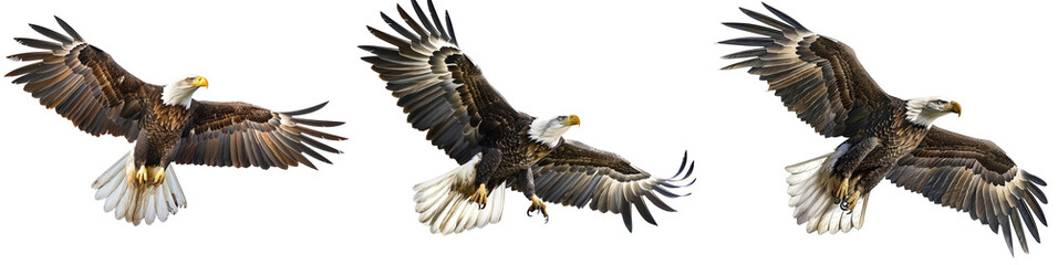 Obraz premium Three majestic bald eagles soaring in the sky, displaying their impressive wingspans and sharp features, symbolizing freedom and strength.