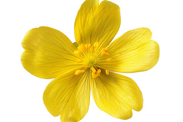 yellow flower isolated on transparent background