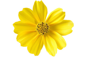 Obraz premium yellow flower isolated on transparent background