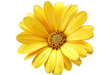 yellow flower isolated on transparent background