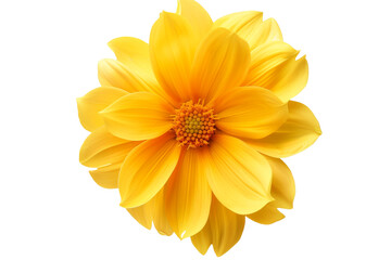 yellow flower isolated on transparent background
