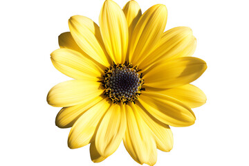 yellow flower isolated on transparent background