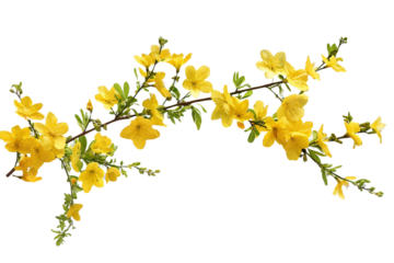 yellow flowers branch isolated on transparent background