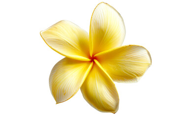 yellow frangipani flower isolated on transparent background