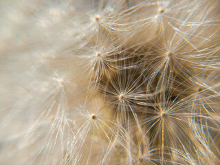 Fototapeta premium Close up macro shot of a big dandelion.