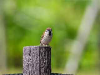 杭にとまるスズメ