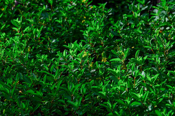 
Close-up of green leaves growth in garden