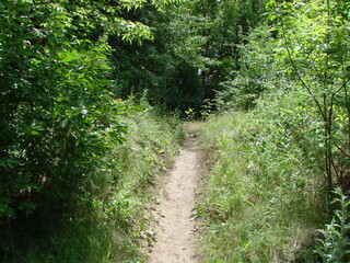 Fototapeta premium The landscape of the path that makes its way through the thicket of the forest illuminated by the midday rays of the summer sun.