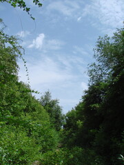 Obraz premium Panorama of the summer sunny sky decorated with cloud patterns above the tops of the steppe forest.