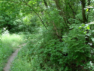 Fototapeta premium A pleasant journey in the cool shade of the steppe forest along the trodden path that divides it in half.