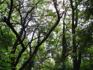 An amazing natural picture of the sun's rays breaking through the thicket of the forest and decorating the tree branches with their glow.