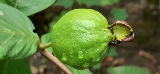 Green Guava Fruit hanging in the Guava Tree