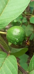Unripe Guava Fruit hanging in the Guava Tree