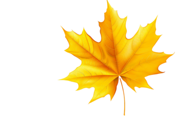 yellow maple leaf isolated on transparent background