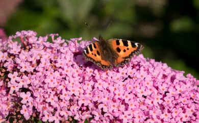 Butterfly on pink syringa flowers.