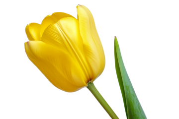 yellow tulip isolated on transparent background