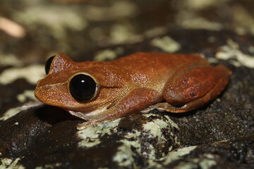 Australian lace-lid (Litoria (Ranoidea) dayi)