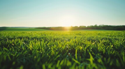 Landscape of a Grassland with Clear Sky