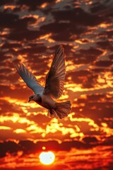 A white dove flies over a beautiful sunset