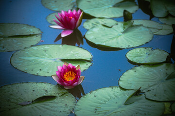 Różowe lilie wodne na wodzie © pinus25