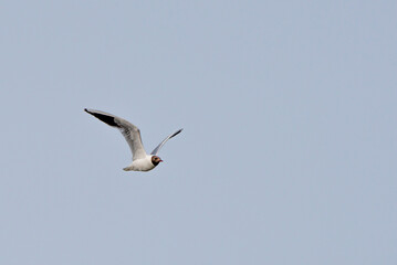 The black-headed gull (Chroicocephalus ridibundus) flying