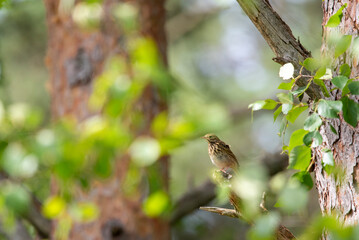 Tree Pipit Anthus trivialis - forest bird on a branch