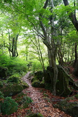 exposed roots and mossy rocks in old forest