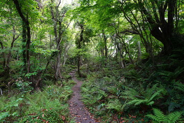 forest pathway through ferns and old trees