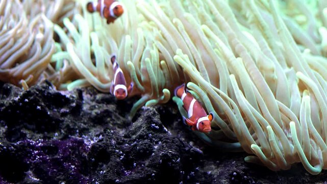 Close-up of small bright fish underwater at the bottom of the sea. Concept of the underwater world and travel.