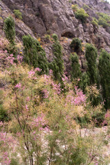 A mountain range with a lush green forest in the foreground