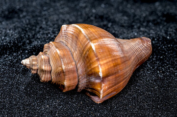 Hemifusus Tuba Seashell on a black sand background