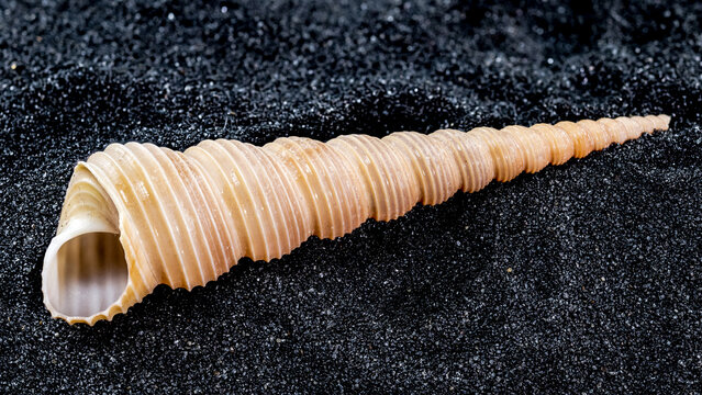 Turritella terebra Seashell on a black sand background