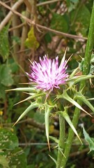 CARDO MARIANO - SILYBUM MARIANUM