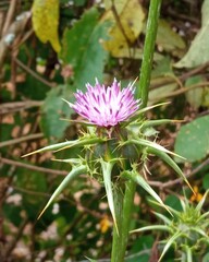 CARDO MARIANO - SILYBUM MARIANUM