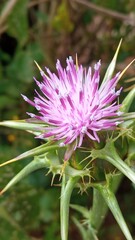 CARDO MARIANO - SILYBUM MARIANUM