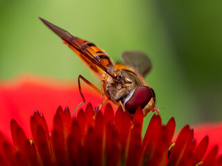 Fliege