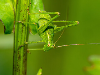 Grashüpfer