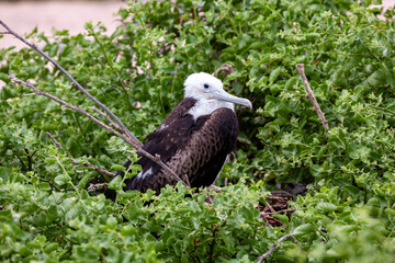 young frigatebird chick standing nest galapagos islands