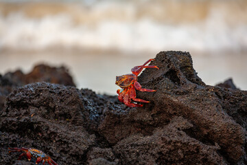 sally lightfoot crab standing side of rock galapagos islands