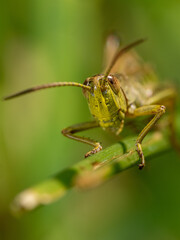 Grashüpfer