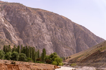 A mountain with a forest on it