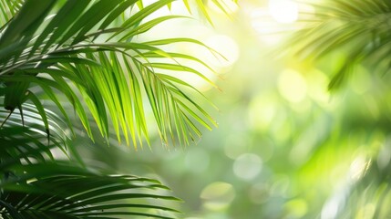 Obraz premium Copy space on palm tree leaf background