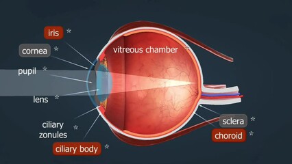 Anatomy of human eye