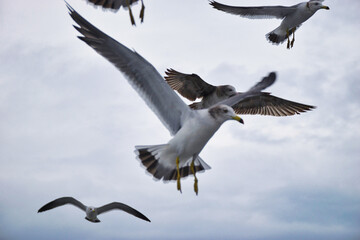 Fototapeta premium 日本三景 天橋立 天橋立観光船でのエサやりの風景 コピースペースあり（京都府宮津市） One of the Three Most Scenic Views of Japan, Amanohashidate, Feeding on a sightseeing boat, Copy space available (Miyazu City, Kyoto Prefecture, Japan） 