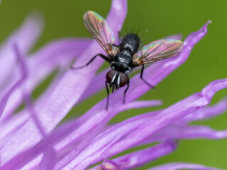 Fliege
