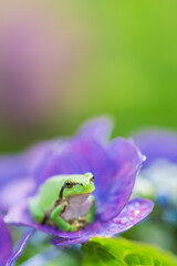 green frog on a hydrangea