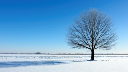 Fototapeta premium Winter wonderland snowy field in the countryside.