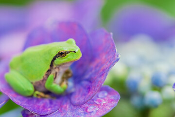 green frog on a hydrangea