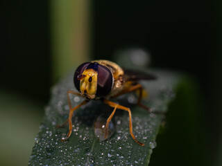 Fliege